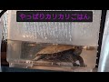 GEXカメのごちそうパンをあげたドキュメント#ニホンイシガメ #エサ #亀飼育 #カメのごちそうパン