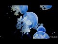 Underwater relax music. study, relax, sleep,