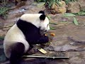 Giant Pandas in the Xiangjiang Safari Park Guangzhou