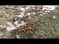 Fantastic Discover | Walking inside mountain to Millipede | Hunting lots big millipedes #insects