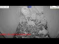 Must watch the dramatic ending.Wild pigeon lays egg in active barn owl next to 7barn owl nestlings.