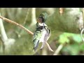 Hummingbird call sounds & cute activities | Ruby throated