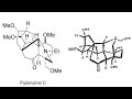 Puberuline C