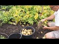 Kartoffelopgravning