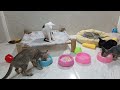 I would die laughing for these FUNNIEST Cats 😛Funniest Cat Reaction😽🐶