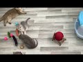 Try Not To Laugh 😂 Funniest Cats and Dogs 2024 😹🐶 Part 13