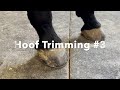 Farrier ASMR: Hoof Cleaning Compilation