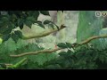 Hoa - Full Walkthrough | Studio Ghibli inspired cozy game