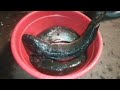 Pukulan Telak Buat Sang Predator Air Tawar | Tombak ikan di Malam Hari
