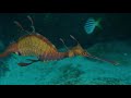 Lifecycle of the weedy seadragon. Juvenile to Adult