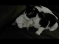 REDICULOUSLY Cute Kittens Licking and Cleaning Each Other's Faces