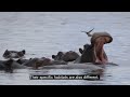 Hippos vs. Rhinos: How to Distinguish Them???