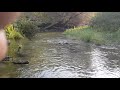 Salmon running Lytle creek Newcastle