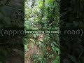 Immersive jungle hiking