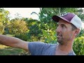 How to grow a LARGE SCALE Food Forest | What's Ripening