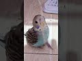 Bird playing with string #shorts (read desc)