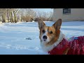 Corgi Snow Party