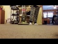Vacuuming carpet with Hoover Air Steerable