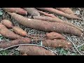 Harvesting cassa,ginger, turmeric in the yard at winter time@yenJamestv1976