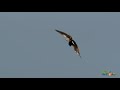 Ducks Dive Underwater to Escape Hawk Attack | Love Nature