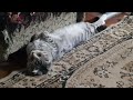 Кот, который любит лежать на спине