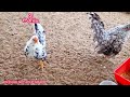 Những bộ gà tre mini/gà segama đẹp để giống 2024 tại Chăn Nuôi Miền Tây