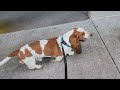 Baby Basset can't stop running