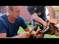 Farrier-Hoof Restoration-in Transylvania-Satisfying and interesting