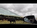 Drive by cows