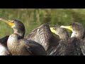 Cormorant Conventions