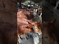 Live… Stok Bibit Sapi Limosin dan Simental Calon Jumbo ada Ekonomis ada