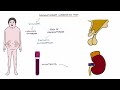 Understanding Cortisol and the Adrenal Axis