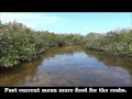 Dip Netting Blue Crabs in the Florida Everglades