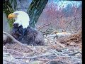 Bald Eagle Scared of Fish