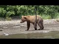 Aerial Footage of Katmai National Park and Brooks Falls Brown Bears