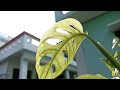 Monstera adansonii leaves turning yellow