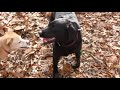 Dogs having fun on autumn hike