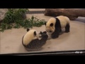 Panda snack time @Toronto Zoo