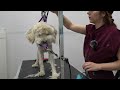 The First Groom That Has Ever Brought Me To Tears | Veterinarian Referral