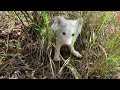 the little fox actually likes to eat meat and bones just like the puppies. It's so incredible🦊🦊🦊❤️❤️