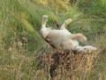 Lion mating ritual/courtship - Sweetwaters Game Reserve, Kenya