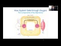 Pulmonary Issues with Vasculitis