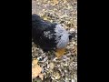 {RARE} Fibro EE — Cock/Rooster