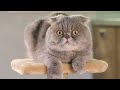 Why Do Cats Knead? | Understanding Your Feline's Adorable Habit