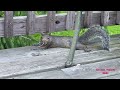 A very splooty afternoon 😁❤️🐿