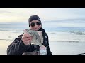 2024 SURF PERCH FISHING Washington **What Bait I Use to Catch Big Perch**