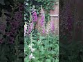 Self-seed Foxglove seedlings in my garden Growing and Blooming Successfully