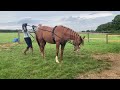 Long - Rein Sadaqua for the first time || Grace.Ponies