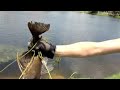 Kid catches a snow king pleco with bare hands