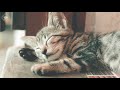 [Cat Special] Purring Healing Music#04